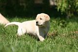 LABRADOR 1197